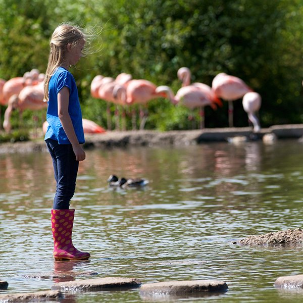 CSSC_Official's tweet photo. ** WWT Wetland Centre - back in stock **
No need to wait for the post anymore, our WWT tickets are now available as an eCode, perfect for quick online bookings for any of the 9 UK centres! #CSSCMemberBenefits #EasterDaysOut https://t.co/7nXjDV0MFU