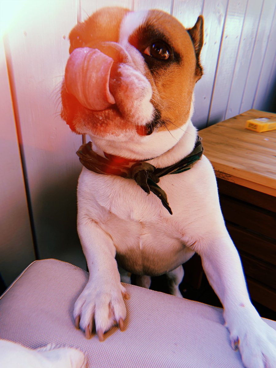 minamixxminami's tweet photo. 🐶 ♥️ https://t.co/OtDD4LRNl0