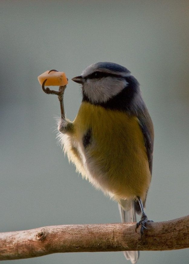 BirdPerHour's tweet photo. #birdbot https://t.co/GzR8wO9dLd
