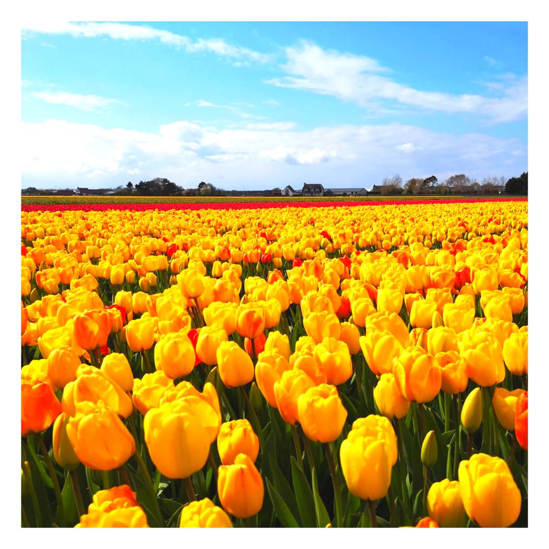 Happy Monday!
•
We wanted to wish you a lovely start of the week from in between this beautiful tulip field. Aren't they pretty!
•
#holland #tulips #tulipfields #countryside #netherlands #spring #visitholland #destinationmanagement #luxurytraveladvisor #hiddengems #notsohidden