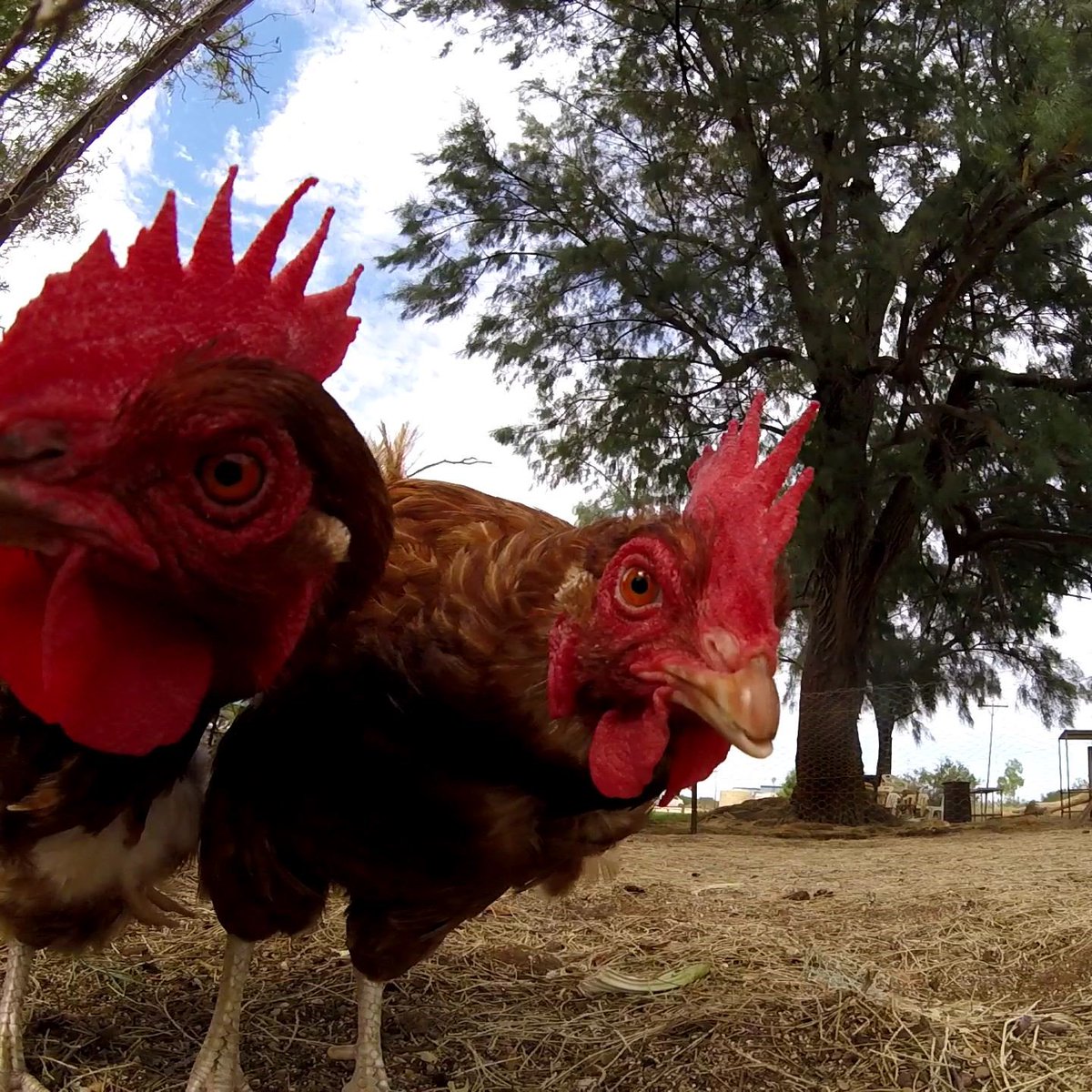 truffes_naseaux's tweet photo. Des poules au sympathique caravan park de Hamelin Pool en Australie Occidentale, 2019. Non loin sur la plage, on peut observer des stromatolithes.
#truffesetnaseaux #poules #hamelinpool https://t.co/5Es3LvKWoY
