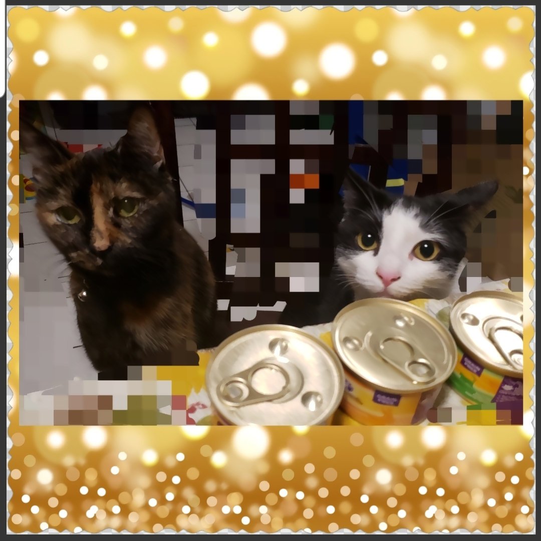jazzyphae87's tweet photo. ready to feast... going to try some new cat food. #WellnessCat #CatisfactionGuaranteed #contest #complimentary @wellnesspetfood https://t.co/MW1l2M1fzy
