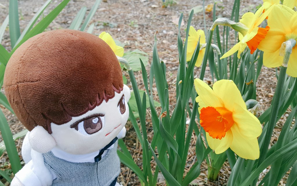 cottencandybebe's tweet photo. 문이 꽃구경 다녀와찌요!
마망이 데려가죠써!!
#솜사탕베베 #인형계 #육아계 #아스트로인형 #문밥이 https://t.co/CmPeRuX0Us