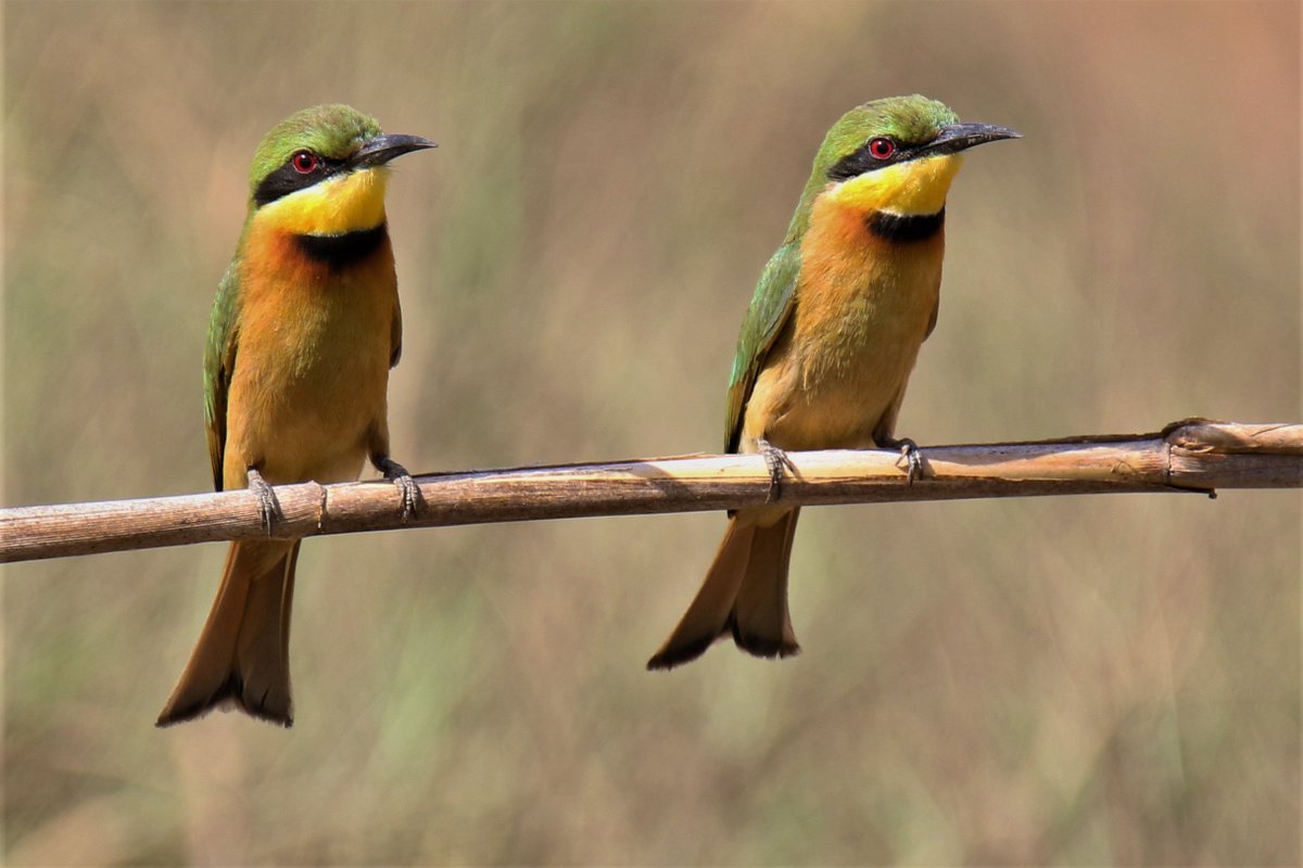 neilthilton's tweet photo. What's better than a Little Bee-eater? 2 Little Bee-eaters! So beautiful 😍 https://t.co/FUN27qAbcQ