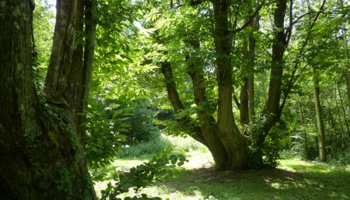 smartvila_'s tweet photo. El territori està ple de llocs bonics per visitar aquesta setmana que molts teniu vacances. Us en proposem alguns 😉
1. Castanyer de les 9 branques. Itinerari per la zona de Viladrau (Montseny)
Viu la natura, #FesVila 🏞️ 🌳 https://t.co/ZjmZ9oQrNF