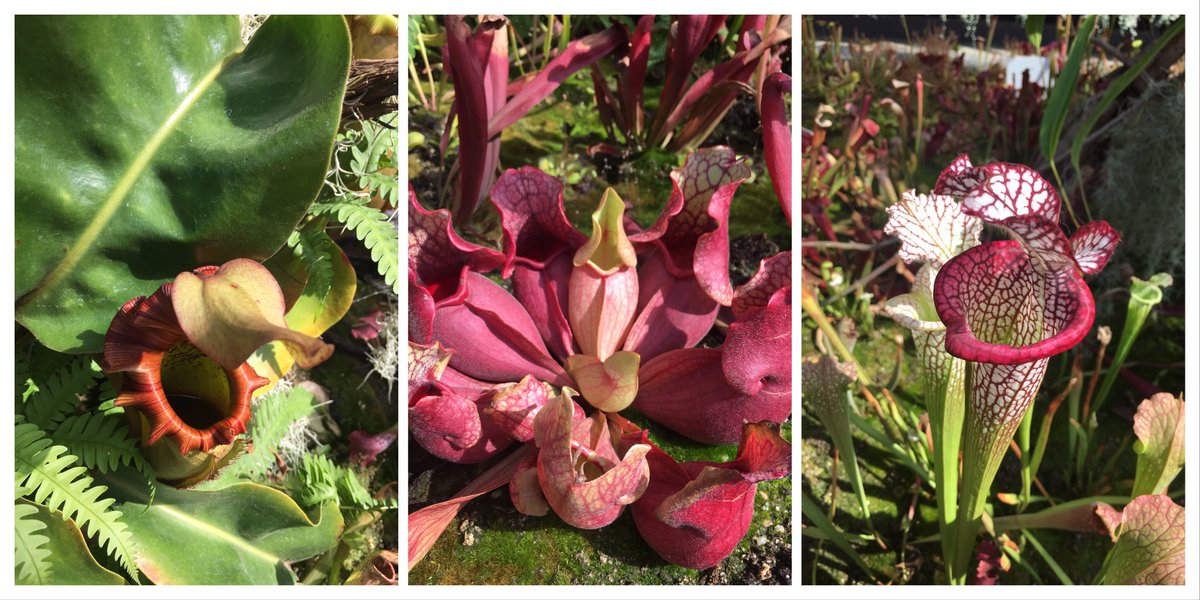 MorvenWakes's tweet photo. Carnivorous plants. Gorgeous, irresistible, deadly. Like me. https://t.co/5w5qusRt0U