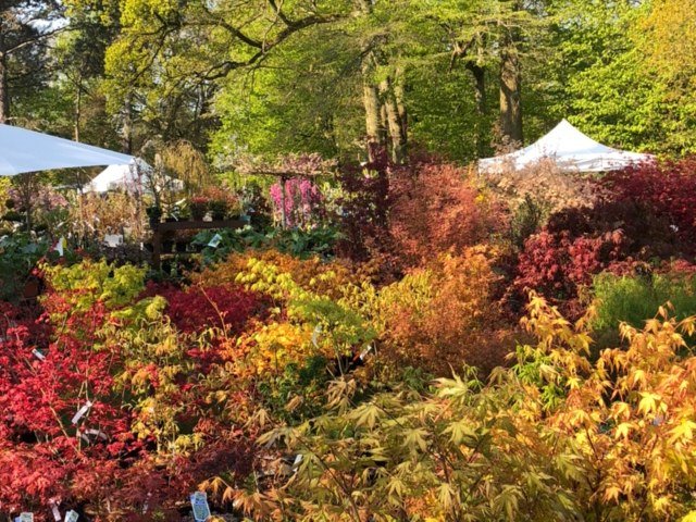 horticolor's tweet photo. Ce weekend c'était la Fête des plantes de printemps à Saint-Jean de Beauregard, on y était et vous ? #aujardin #botanical https://t.co/d5Wx9tcbGg