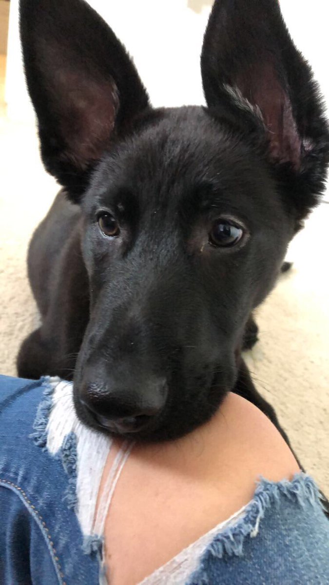 grayluke_'s tweet photo. I haven’t introduced my puppy to twitter yet so here’s West y’all😩💗 https://t.co/HATmIxsF1I