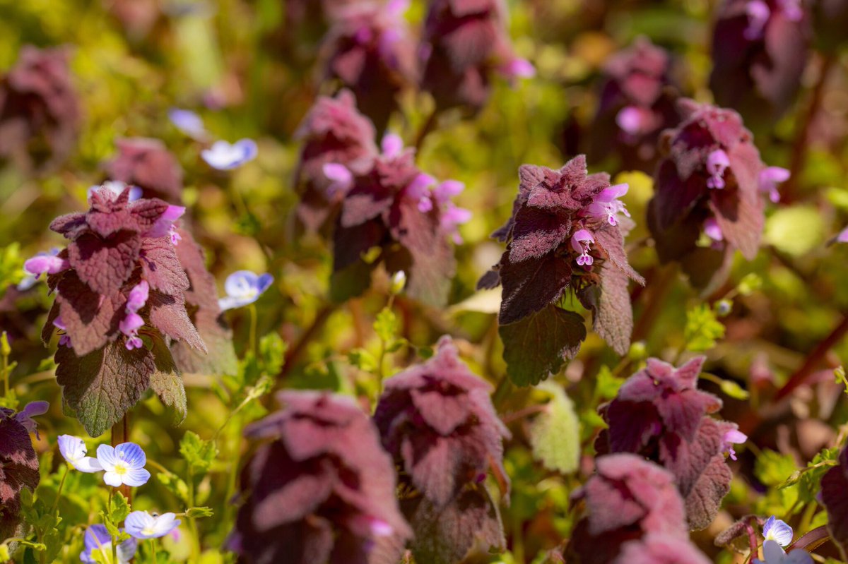 ট ইট র キャンフォト 通学路のおやつ 花の付け根吸うと蜜出てくるヒメオドリコソウ 登下校時に吸うのは田舎だけかな 吸った事ある人は気が向いたらrt Eos6dmarkii ファインダー越しの私の世界 東京カメラ部 Photography Photo 通学路 花
