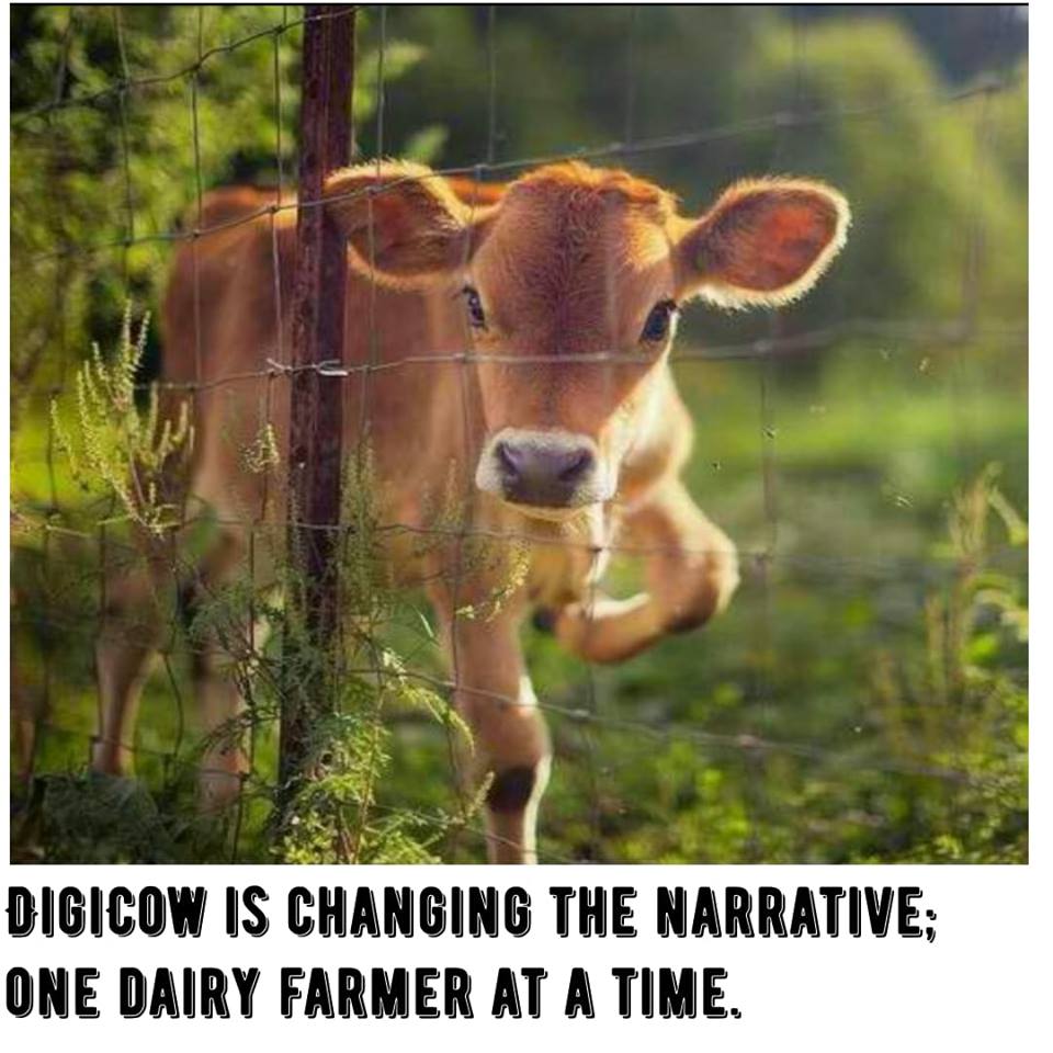 DigicowApp's tweet photo. Gone are the days when farming was for the old/ uneducated, those who had big chucks of land.
Gone are the days when farming was not financially rewarding and when farming was not cool enough for the youths.
#DigiCow changes the narrative, a dairy farmer at a time https://t.co/2QnDHVh2Sl
