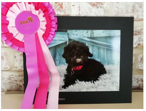 Thank you so much <a href="/irwinmitchell/">Irwin Mitchell</a> <a href="/HelpingDogPaws/">Helping Dog Paws</a> <a href="/cobbydogdogfood/">Cobbydog Dog Food</a> for all your help and sponsorship at the RDA Dog Show. An amazing day with some amazing people and dogs <a href="/MyDoncaster/">City of Doncaster Council</a> <a href="/VisitDoncaster/">Visit Doncaster</a> @doncaster_ph #doncasterisgreat