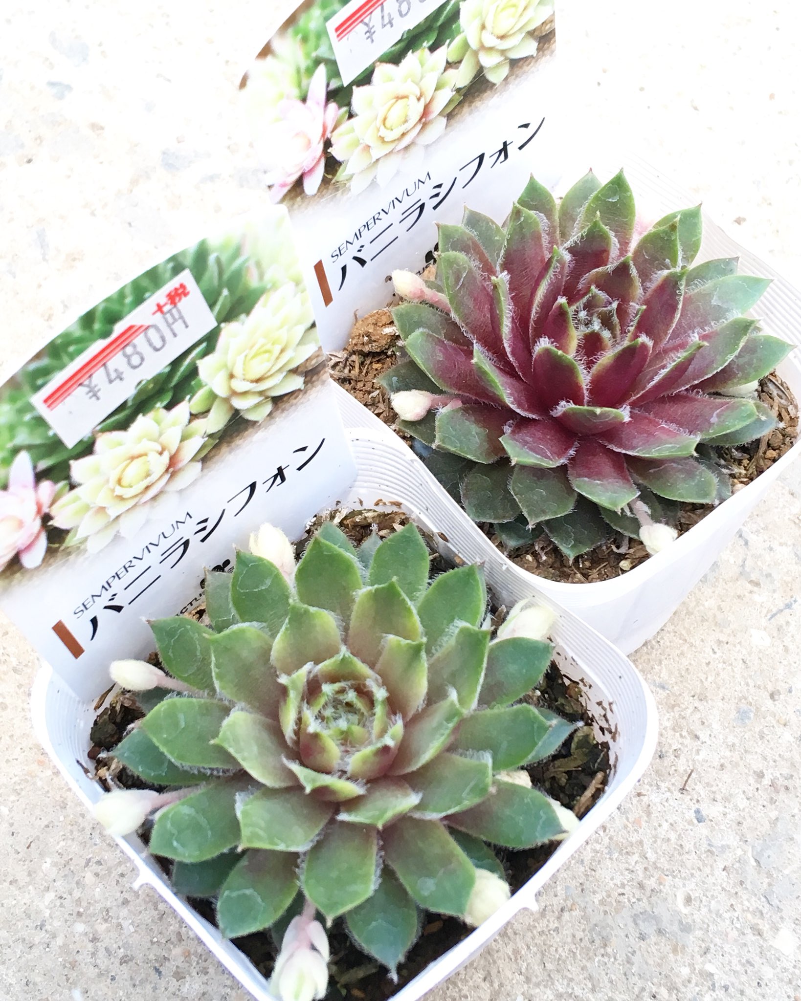 Rupo 多肉植物専門店 バニラシフォン入荷しましたぁ ヾ 他にもいろんな色のセンペルビウムが インスタで販売中 Rupo センペル センペルビウム 多肉植物専門店 Rupo 多肉植物専門店 バニラシフォン入荷しましたぁ ヾ 他にもいろんな色のセンペルビウムが インスタで販売中 Rupo センペル センペルビウム 多肉植物専門店