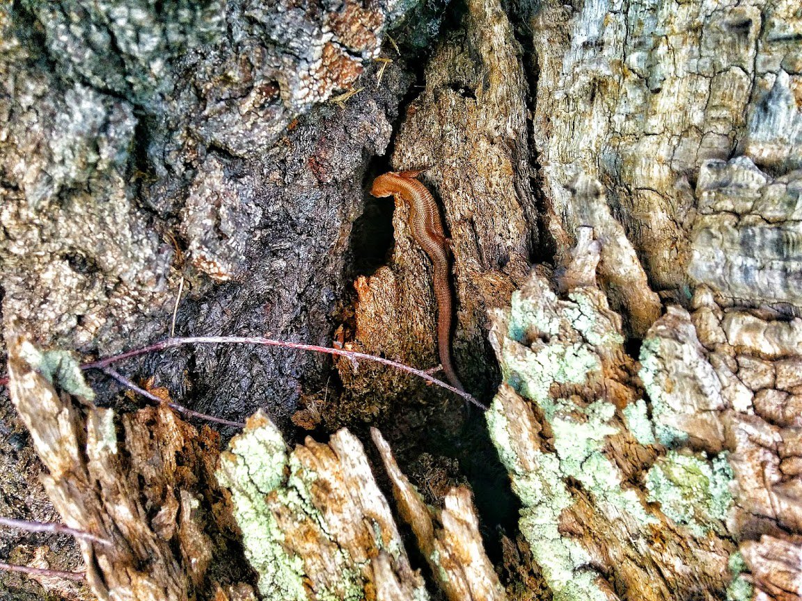 We have some amazing wildlife at the Sherwood Hideaway - its one of the things we love most about it! You can see all sorts of creatures whilst you are walking or cycling in the area bit.ly/2Zb48B8