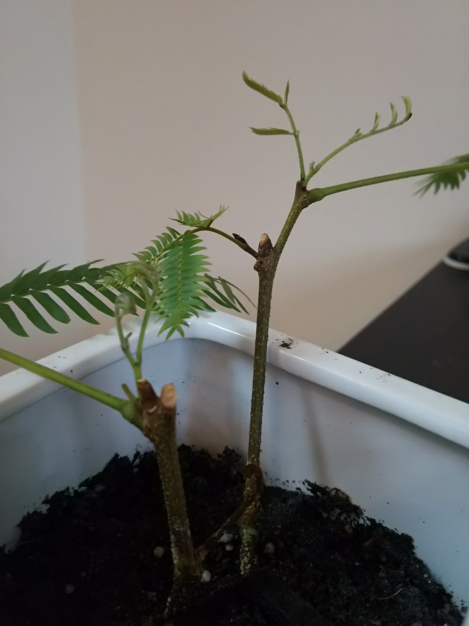 鈴木クニエ ほぼ1年がかりで ついにエバーフレッシュの挿し木に成功 水に挿していた時に根は生えたものの 芽が全然 土に移しても全然 が 春になったら2本ともむくむくと成長してきた いやー 春ってそういうことなのね 初体験 T Co