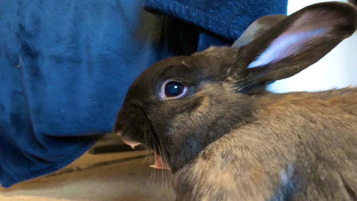 fluffylittle5's tweet photo. ROOOAAAARRRRRRRR! 

Did I scare off Monday?

🦁 #roar #MondayBlues #MondayMotivaton #lion #bunny #rabbit #MondayMorning https://t.co/zmzY9tHUML