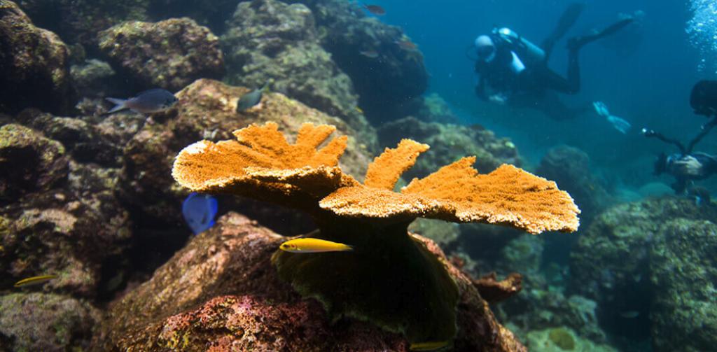 Autodesk_DE's tweet image. In den vergangenen Jahren sind die Hälfte aller Korallenriffe gestorben. Jetzt drucken Forscher Korallen in Keramik mit Autodesk-Software, um das Sterben aufzuhalten. #Netfabb