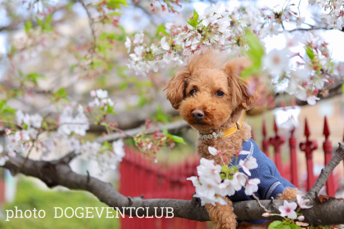 dogeventclub's tweet photo. 今日は午後から #お誕生日記念 に #川崎大師駅 周辺で撮影しました！
#お誕生日特別撮影 は #ご自宅近く などでも撮影いただけます☆
詳しくはhttps://t.co/A2vduxI8b0まで https://t.co/eOomw2VuPE