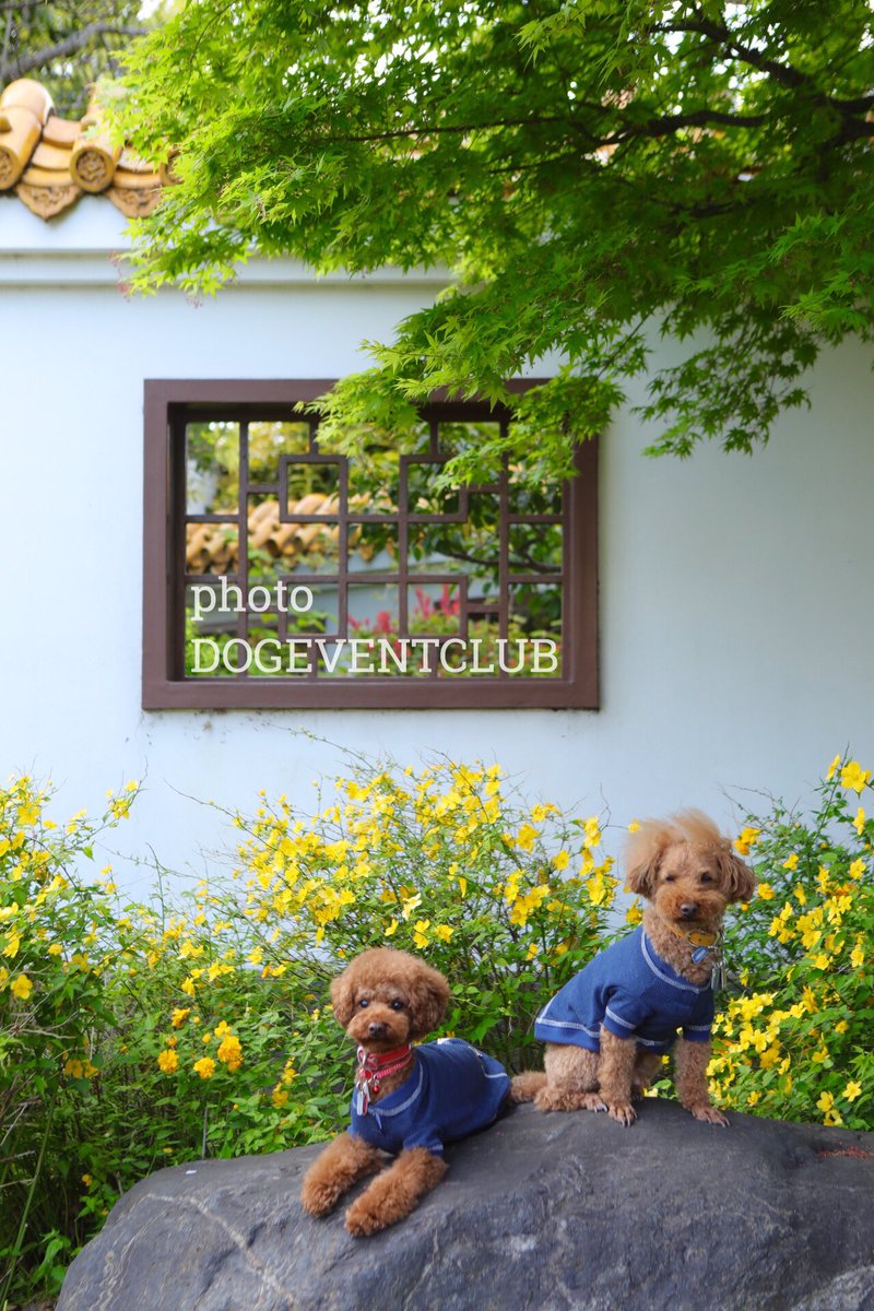 dogeventclub's tweet photo. 今日は午後から #お誕生日記念 に #川崎大師駅 周辺で撮影しました！
#お誕生日特別撮影 は #ご自宅近く などでも撮影いただけます☆
詳しくはhttps://t.co/A2vduxI8b0まで https://t.co/eOomw2VuPE