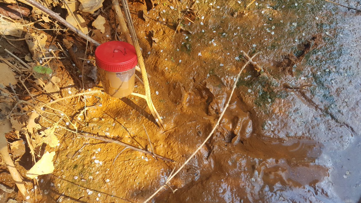 PaceBarry's tweet image. Just couldn't help meself this morning... sat there glowing in gold and oily sheen... was just asking to be sampled.. 
#Ochre
#DrainKiller
#IRBs