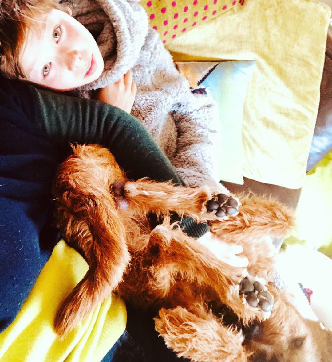 RufusGingernut's tweet photo. A Tumble of Tiny Tooleys #bestchums #bestfriend #gorgeousboys #familyfirst #family #favouritehooman #favourite #teddybears #mummysfavourites #puppylove #bendyboy #irishterriersoftwitter #irishterrier #dogoftheday #DogsofTwittter #love #cute https://t.co/IJ5lOnBdy5