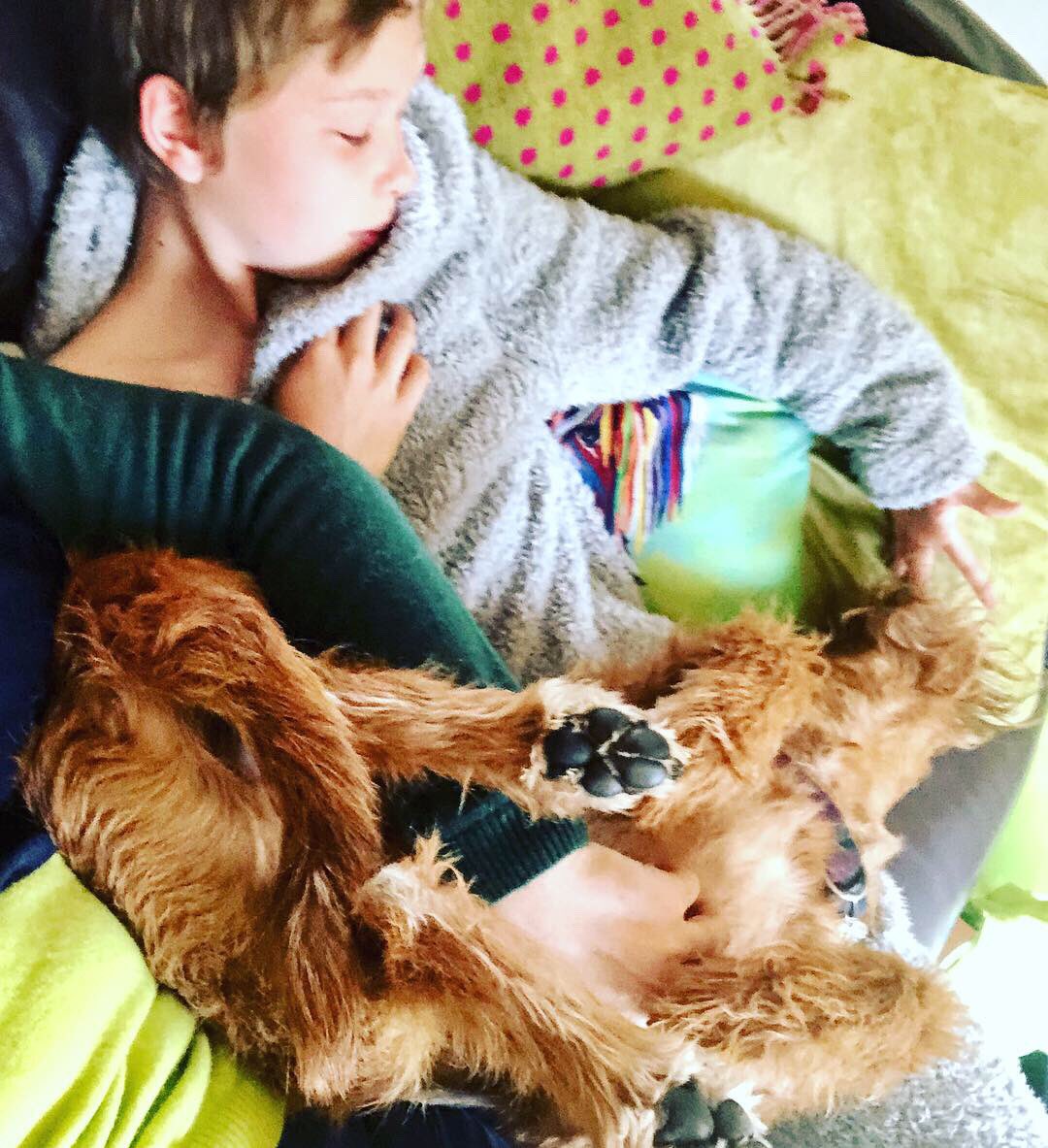 RufusGingernut's tweet photo. A Tumble of Tiny Tooleys #bestchums #bestfriend #gorgeousboys #familyfirst #family #favouritehooman #favourite #teddybears #mummysfavourites #puppylove #bendyboy #irishterriersoftwitter #irishterrier #dogoftheday #DogsofTwittter #love #cute https://t.co/IJ5lOnBdy5