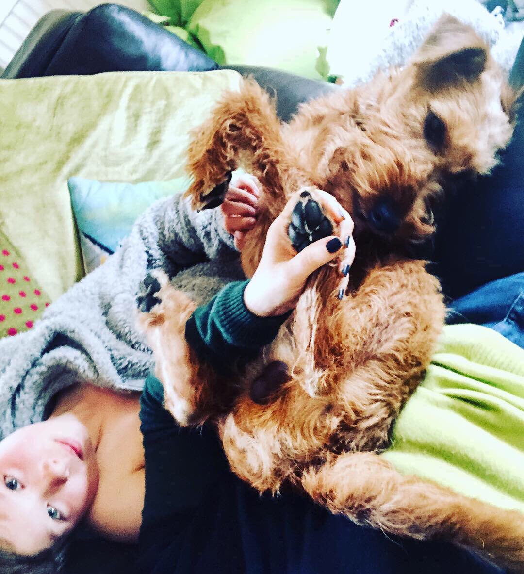 RufusGingernut's tweet photo. A Tumble of Tiny Tooleys #bestchums #bestfriend #gorgeousboys #familyfirst #family #favouritehooman #favourite #teddybears #mummysfavourites #puppylove #bendyboy #irishterriersoftwitter #irishterrier #dogoftheday #DogsofTwittter #love #cute https://t.co/IJ5lOnBdy5