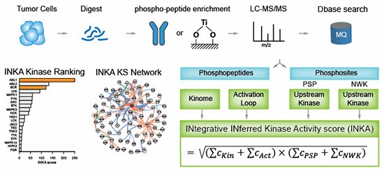 MolSystBiol's tweet photo. INKA (Integrative Inferred Kinase Activity): integrative data analysis approach ranking kinase activities in MS‐based phosphoproteome data (works with single samples) --> https://t.co/gbd7tkEavj #Proteomics #MSBMethod https://t.co/4Fp0TyZERk