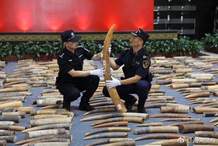 CITES's tweet photo. #BREAKING China seizes 7.48 tonnes of #elephant tusks from Africa, the largest #ivory seizure in the country, 20 suspects arrested https://t.co/9Zqcf7zcpm via @Echinanews #wildlifecrime  #wildlifetrafficking https://t.co/khOR5zg59G
