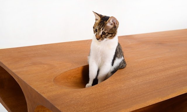 jamafra1243's tweet photo. 猫と共存できるテーブル、CATable！
猫の居場所たくさん！ https://t.co/2lFSsuOkPM