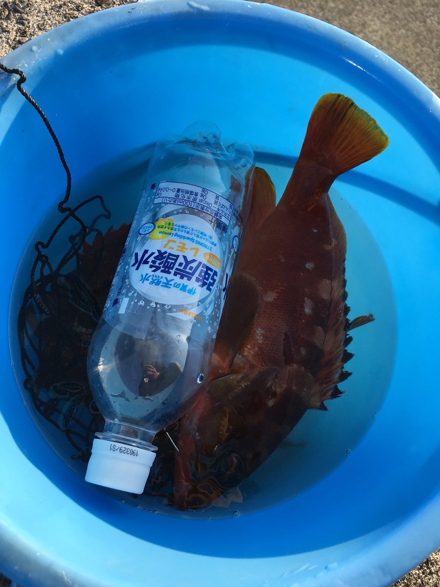 餌はキビナゴ 餌はキビナゴ