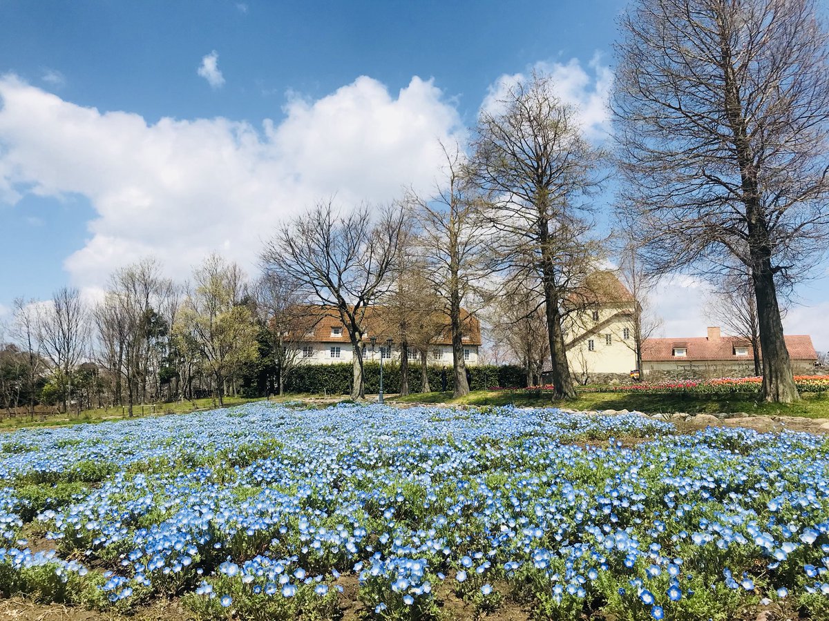 公式 滋賀農業公園ブルーメの丘 V Twitter 本日の花畑 チューリップ 全体5 6割 写真が綺麗に撮れるくらい咲いて来ました ネモフィラ 見頃です オススメは下からのアングル 畝が隠れるので綺麗に撮れます ブルーメの丘 チューリップ ネモフィラ