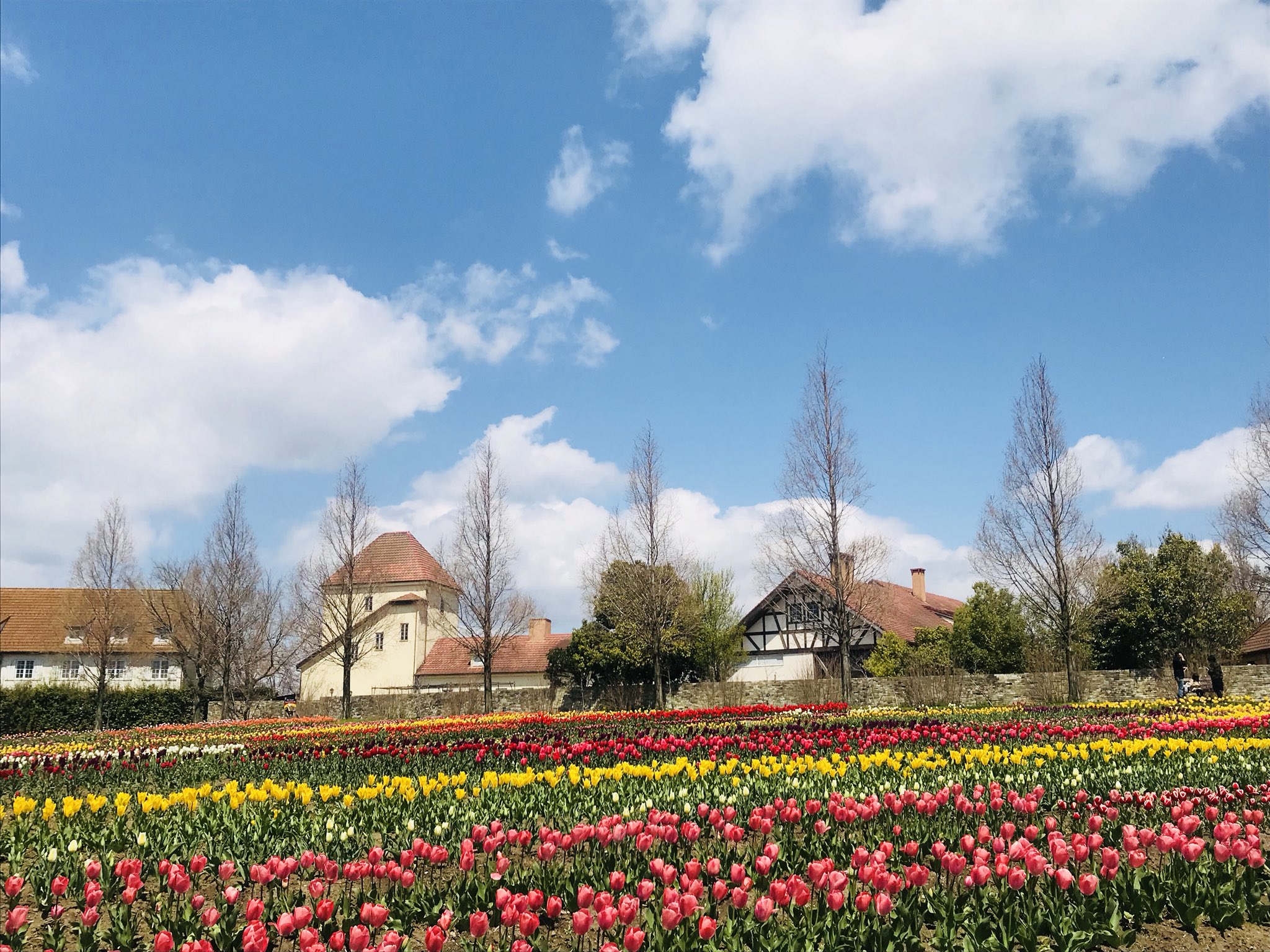 公式 滋賀農業公園ブルーメの丘 V Twitter 本日の花畑 チューリップ 全体5 6割 写真が綺麗に撮れるくらい咲いて来ました ネモフィラ 見頃です オススメは下からのアングル 畝が隠れるので綺麗に撮れます ブルーメの丘 チューリップ ネモフィラ