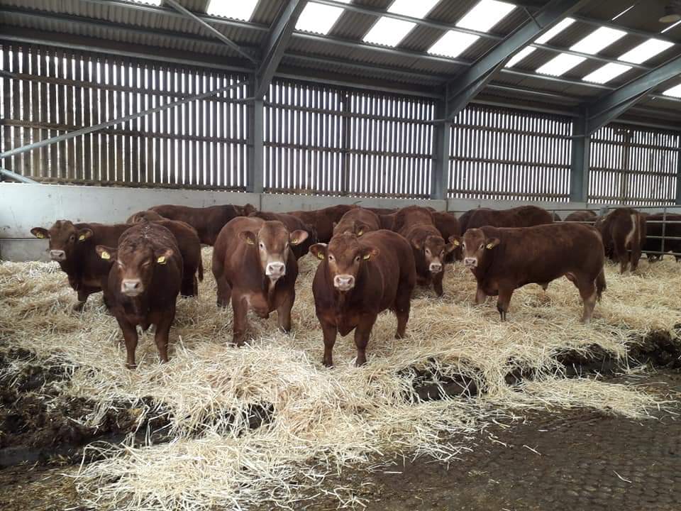 liamprice18's tweet photo. Fresh bedding for the young boys
#limousinbulls https://t.co/j1HwyZt5YW