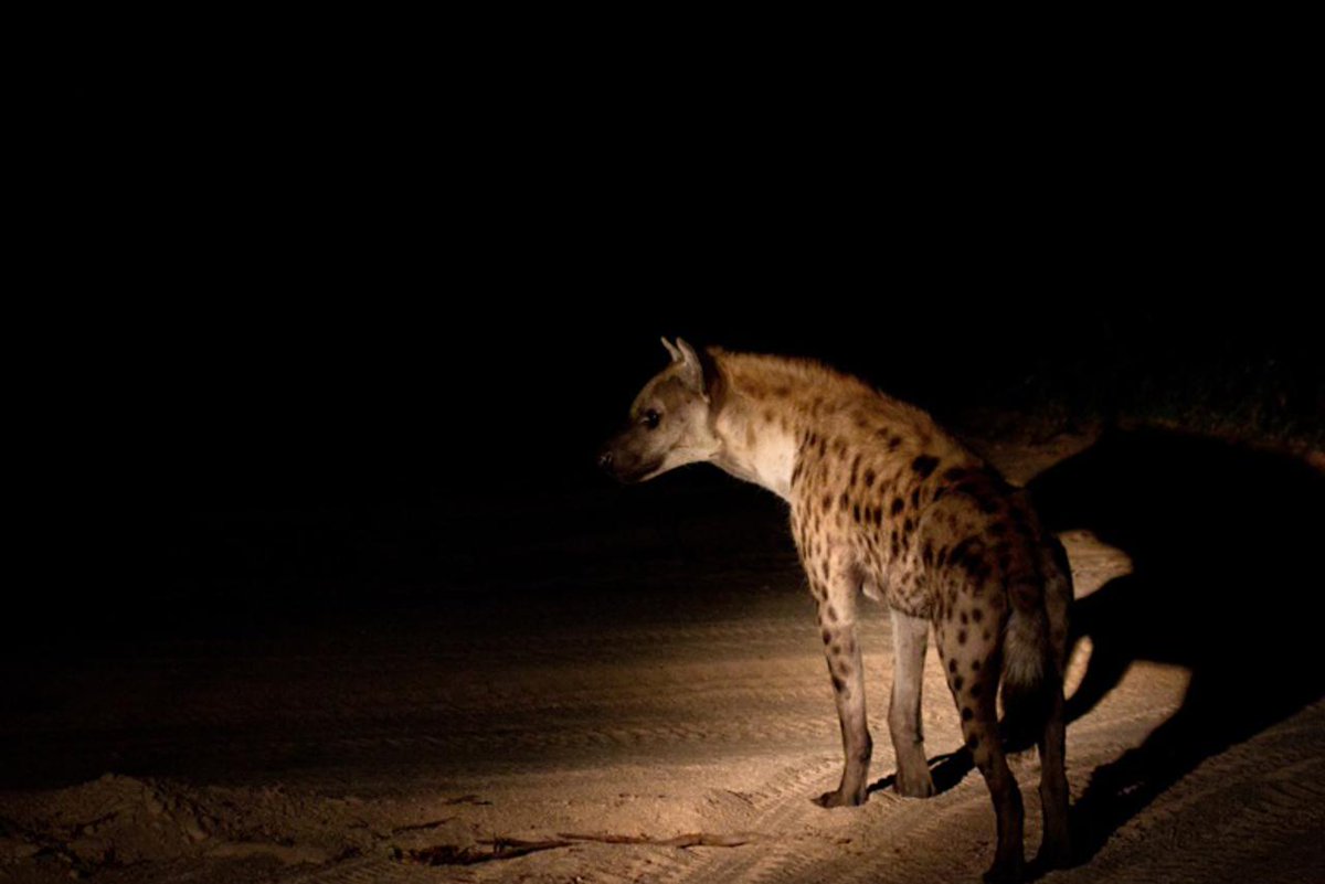 InsideSafari's tweet photo. Do you have a bucket list? Get out of your comfort zone and have #InsideAfricaExperience Speak to us,we will tailor the perfect itinerary for you. https://t.co/XbhXv6mV6I #EasterHolidayPackage #HomeToBudgetTravellers #AfricanSafari #MondayMotivation #Hyena https://t.co/jCtXiqfMuQ