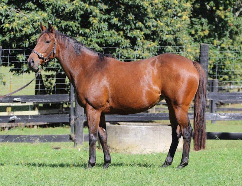 Gavelhouse on Twitter "Nearco Stud's Secret Spirit SoldOnGavelhouse