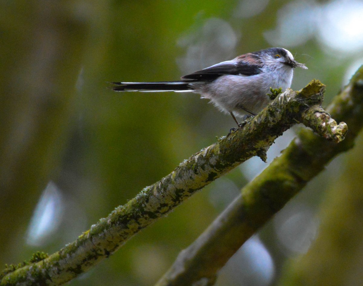 RT @paddywack312: @wildlife_birds A Long tailed tit taken at Speke Hall