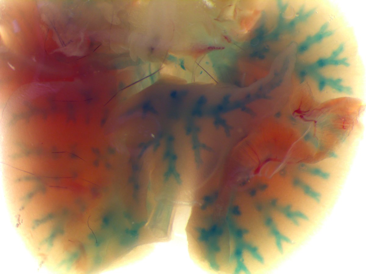 GeneOfTheDay's tweet photo. Todayβs #GeneOfTheDay is #Wsb2. Mice with this gene inactivated exhibit decreased respiratory quotient and abnormal tooth morphology: https://t.co/0FNQMYNtrk https://t.co/WXlzVJi7eT