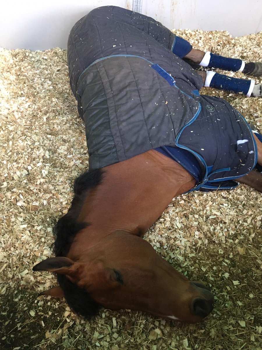 DassettEventing's tweet photo. Lots of tiered horses after a busy and very successful weekend competing @MusketeerEvents Burnham Market! #Eventing #TeamDE #BurnhamMarketHT #BurnhamIntHT https://t.co/A8jymhQ0lx
