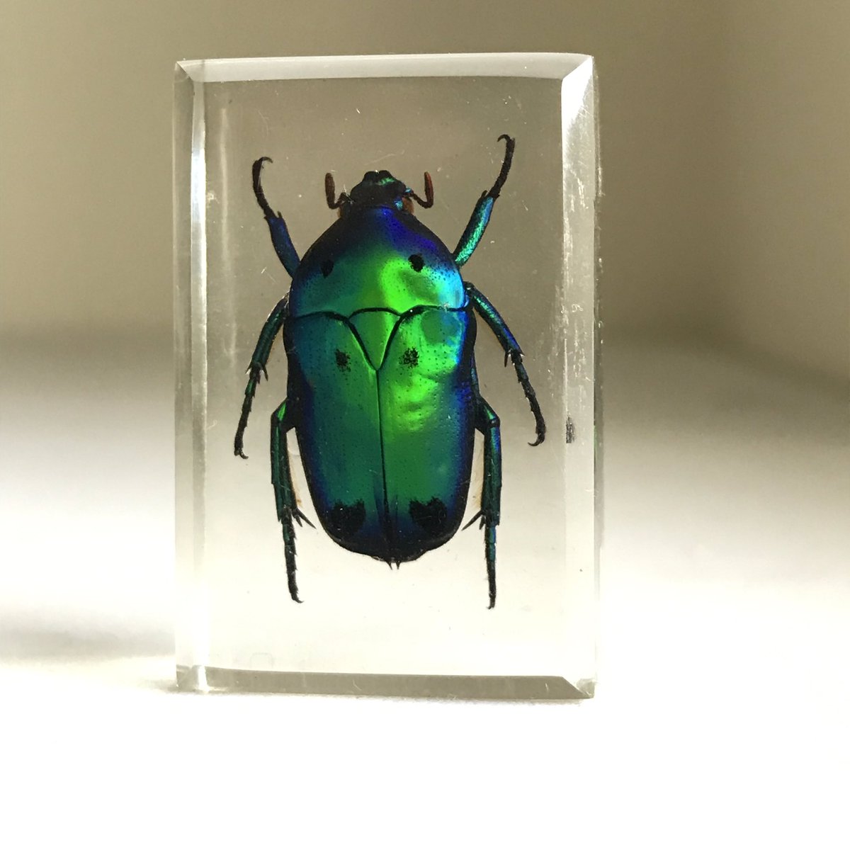 bwusagi's tweet image. My first bug resin collection!! 😭♥️💕💗 I’m speechless at how beautiful they are!!

From left to right
- Heterorrhina sexmaculata
- Cyclommatus truncatus
- Batocera rosenbergi