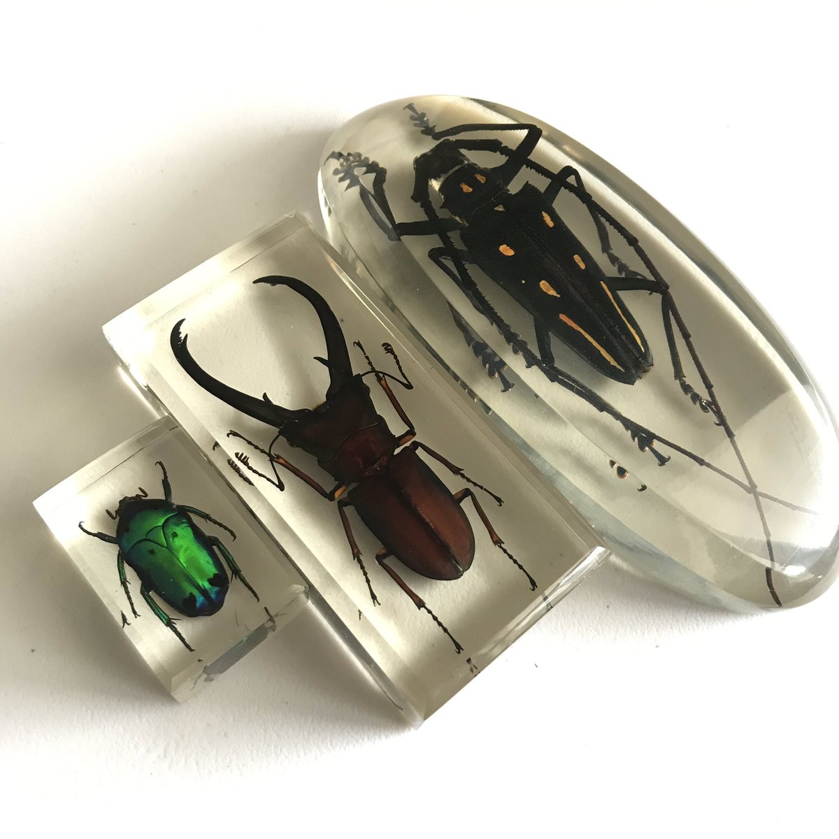 bwusagi's tweet image. My first bug resin collection!! 😭♥️💕💗 I’m speechless at how beautiful they are!!

From left to right
- Heterorrhina sexmaculata
- Cyclommatus truncatus
- Batocera rosenbergi