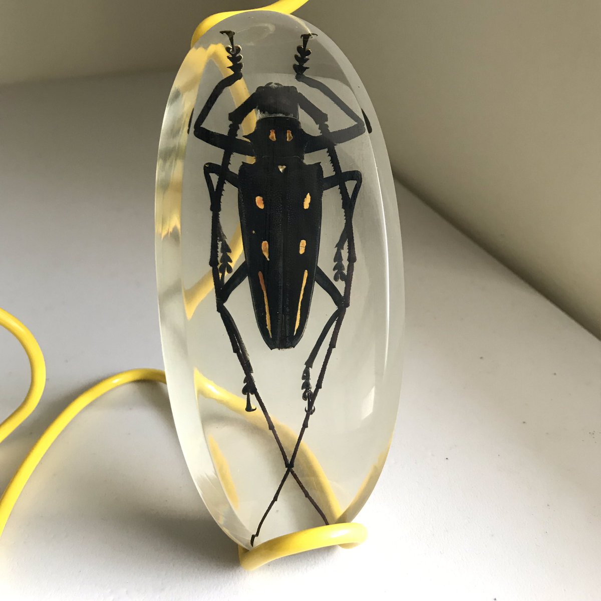 bwusagi's tweet image. My first bug resin collection!! 😭♥️💕💗 I’m speechless at how beautiful they are!!

From left to right
- Heterorrhina sexmaculata
- Cyclommatus truncatus
- Batocera rosenbergi