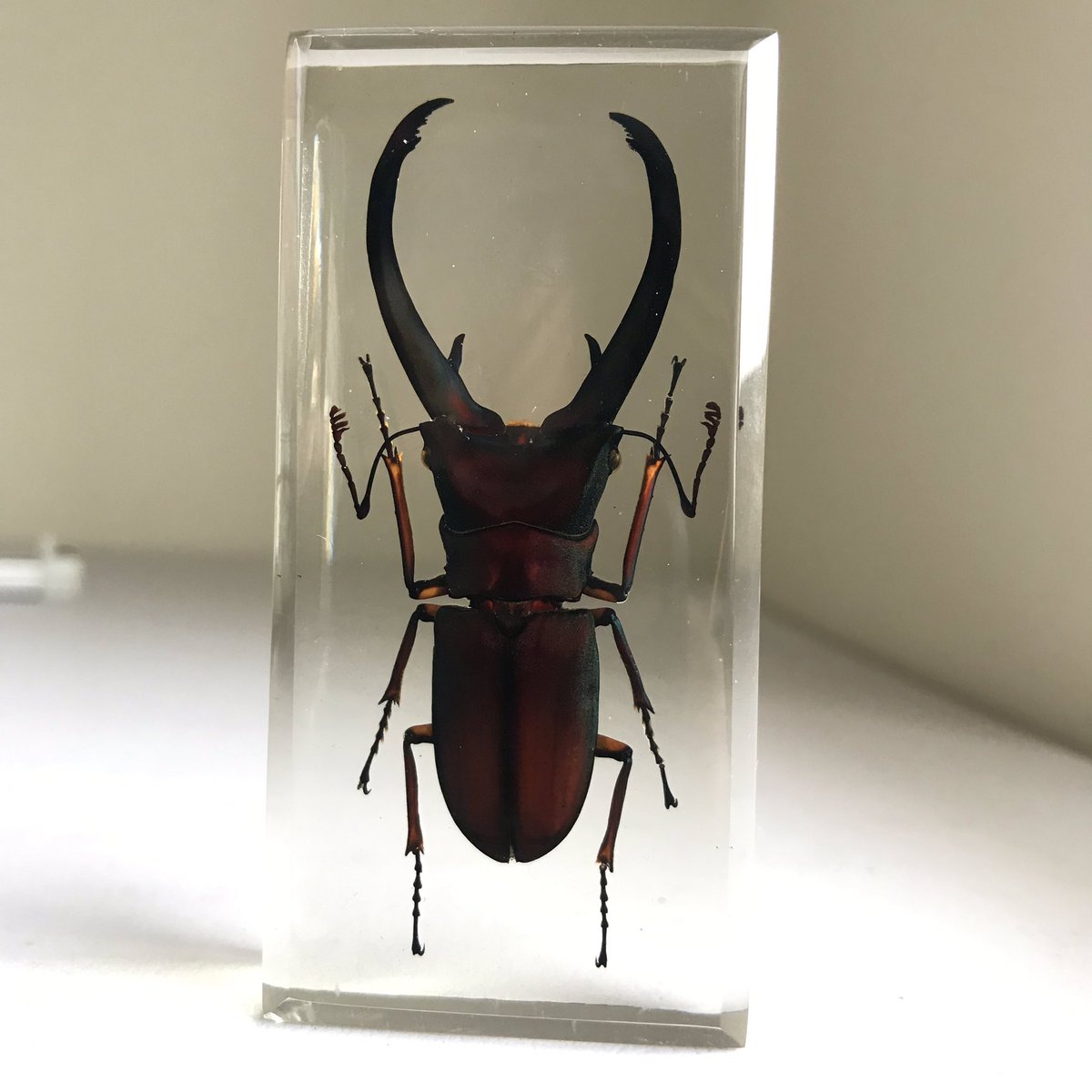 bwusagi's tweet image. My first bug resin collection!! 😭♥️💕💗 I’m speechless at how beautiful they are!!

From left to right
- Heterorrhina sexmaculata
- Cyclommatus truncatus
- Batocera rosenbergi