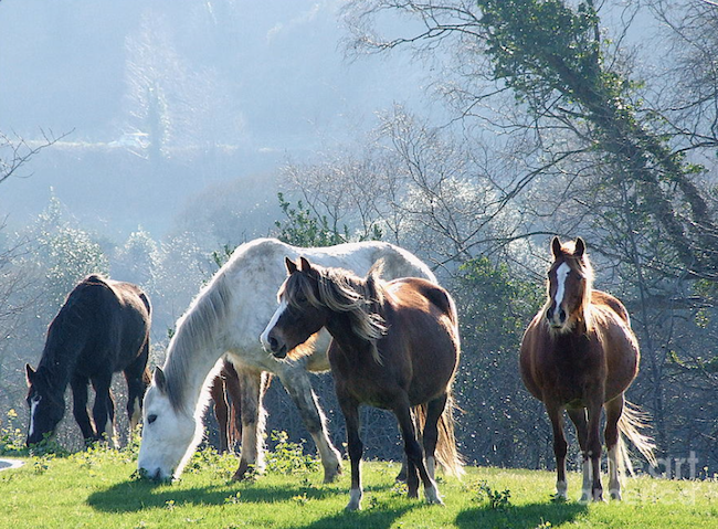 PChristiePhoto's tweet photo. Wild Horses Kerry - Wild Horses on The Ring of Kerry in County Kerry Ireland.
https://t.co/vYLxaFXvPo
#landscapephotography #irelandphotography #horses #wildhorses https://t.co/OutZAYka4J