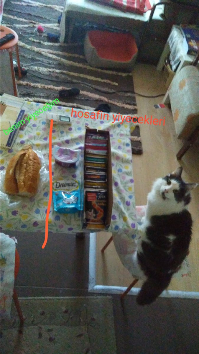 Fotoğraf herşeyi anlatıyor... Çünkü kedi beslemek böyle birşey 🤔😹 Görseldeki Hoşaf'in dili olsa ne diyordu su anda sizce ? #pazartesi #instagramdown #izmir #Kedi #kedili #hayat #kedisahibi