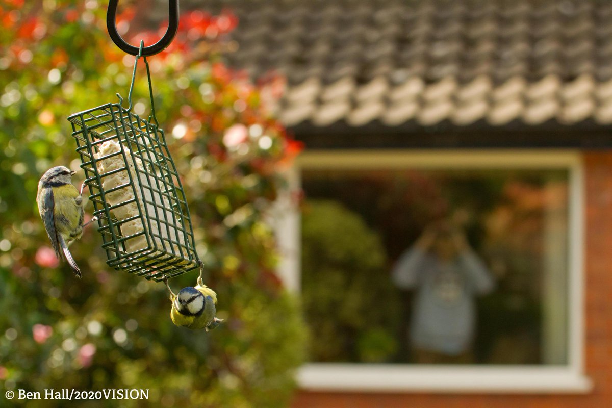 LincsWildlife's tweet photo. Provide food for hungry birds as they work hard to build nests and rear chicks. 
Every sale from @Vinehousefarm raises funds for your Wildlife Trust so you’ll be helping your garden birds and supporting our work too! #ThankYou
https://t.co/agaDqMNZ4j https://t.co/xPJjkTAahB