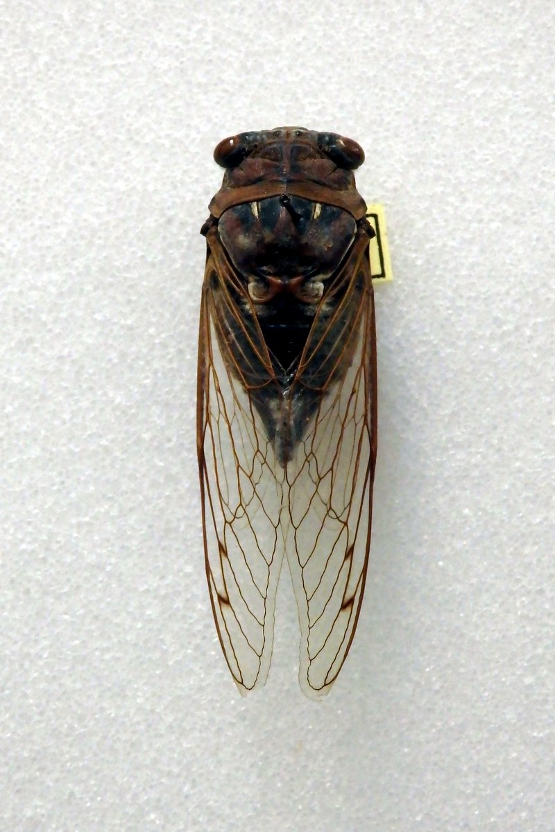 Smithsonian S Nmnh On Twitter This Jade Cicada Amulet Dates From Between The 1st Century Bce 1st Century Ce During The Han Dynasty In China According To Freersackler Curator Keith Wilson Amulets Like This Were