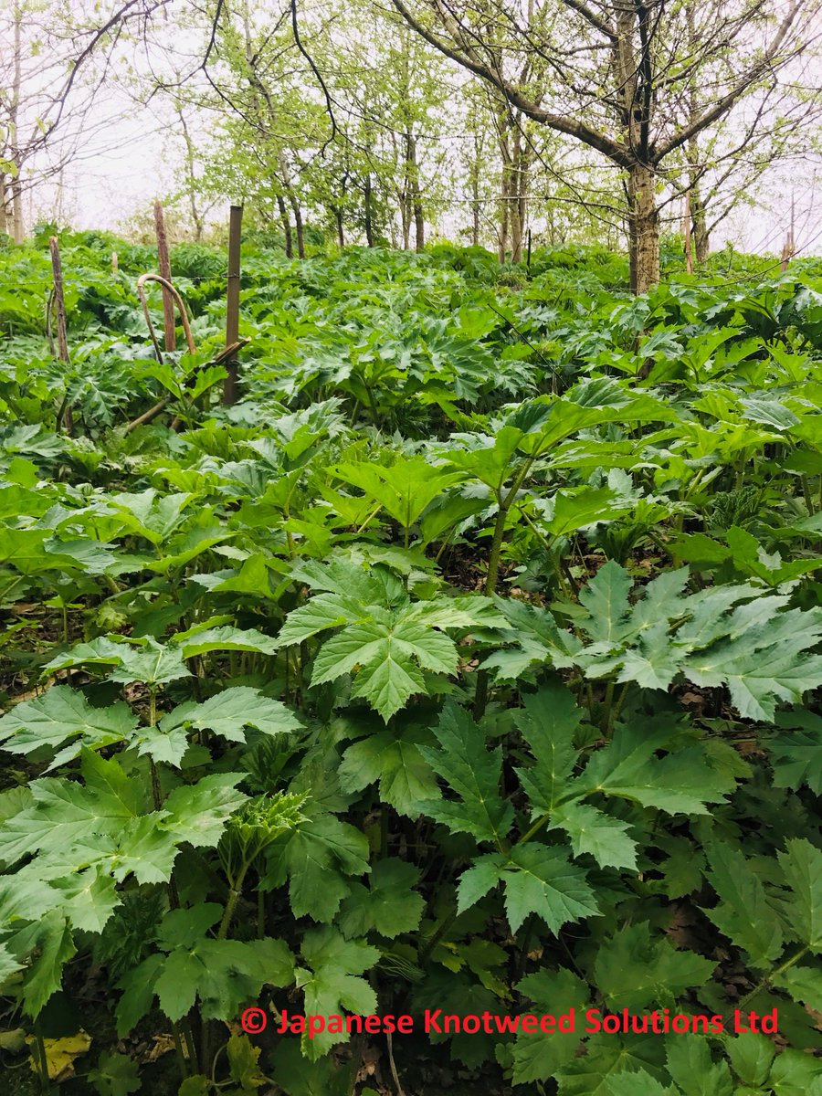 BevJksl's tweet photo. Came across the impressive, yet frightening, field of Giant Hogweed in Hale at the weekend. Think it could definitely do with some attention before it spreads further onto the public footpath and become a major health hazard! #gianthogweed #Hale #invasive #nns #hazard @JKSLtd https://t.co/fQE5Yq7V93