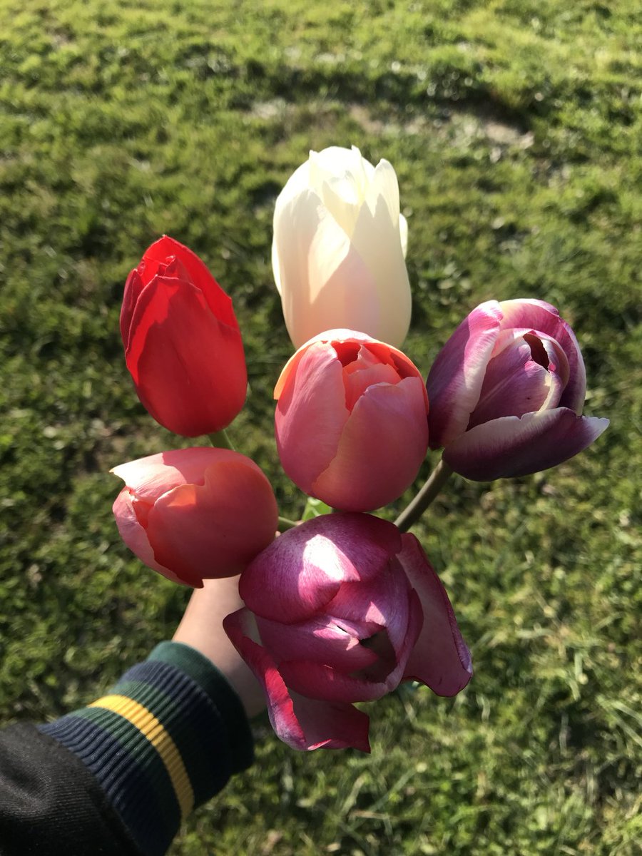 Tulip-picking in Scandicci #Florence #Tuscany #raccoltadeitulipani #Scandicci #BellaToscana #Primavera theseromansarecrazy.wordpress.com/2019/04/15/tul…