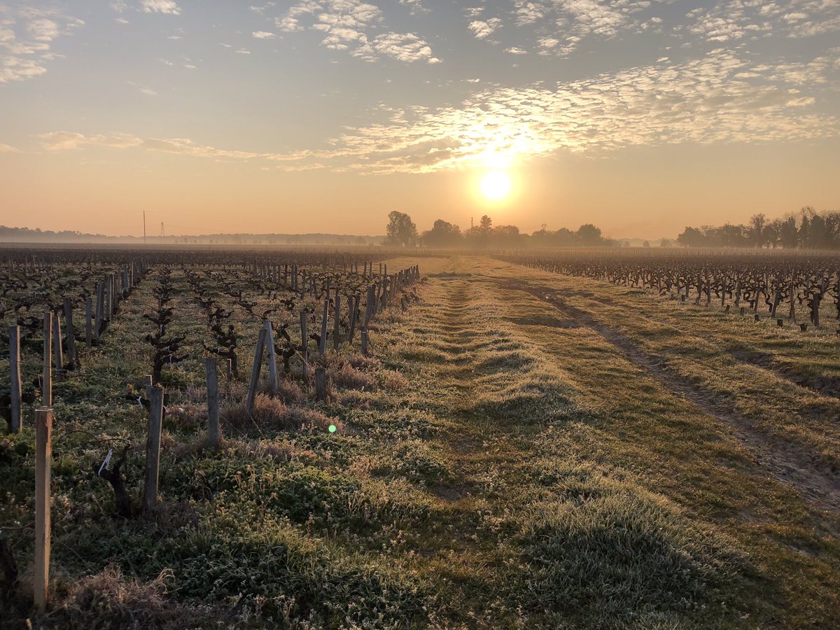 Capleonveyrin's tweet photo. De superbes images de ces matins froids, nous sommes préservés des gelées...soutien à nos collègues qui se battent pour sauver leurs vignobles. #capleonveyrin #vigneronsindependants #crusbourgeois #gagnantsdelacoupedescrusbourgeois #vinsdebordeaux #listracmedoc https://t.co/49OyOcLixT