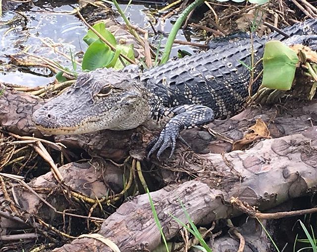 TextilesPremier's tweet photo. Too close ? #aligator #everglades #florida #wildlife #nature #beautiful #creature https://t.co/Ip1wKKwdwJ Too close ? #aligator #everglades #florida #wildlife #nature #beautiful #creature Too close ? #aligator #everglades #florida #wildlife #nature #beautiful #creature April 15… https://t.co/13wqFclujR